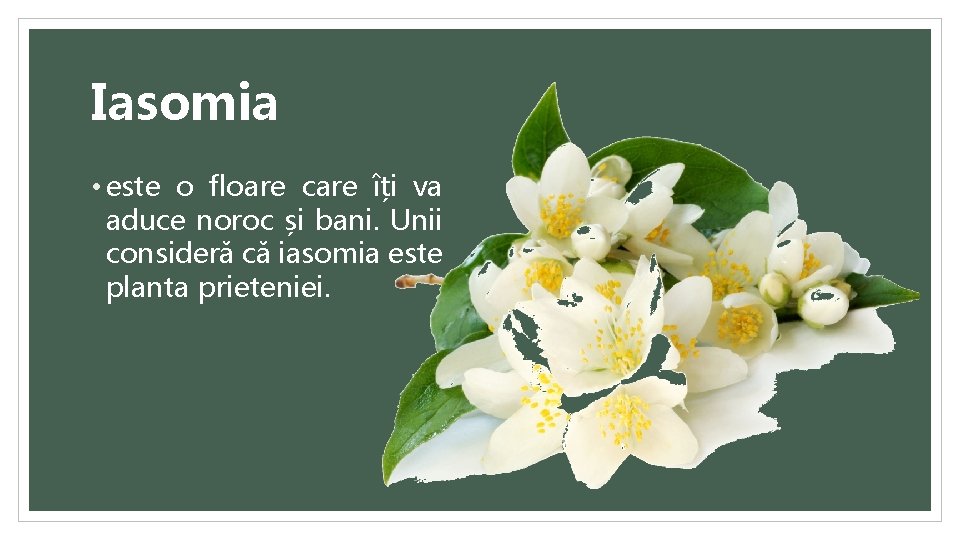 Iasomia • este o floare care îți va aduce noroc și bani. Unii consideră