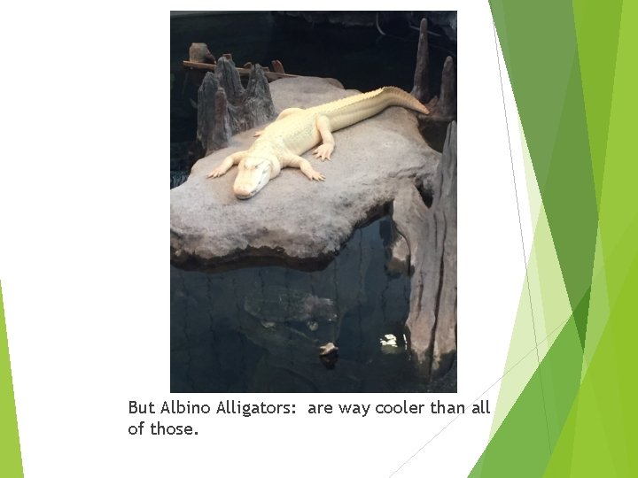 But Albino Alligators: are way cooler than all of those. 