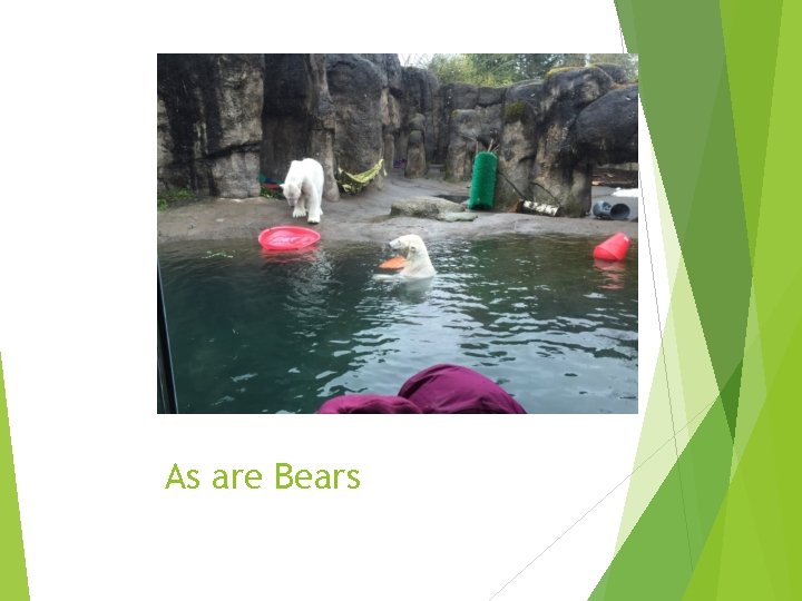 As are Bears 