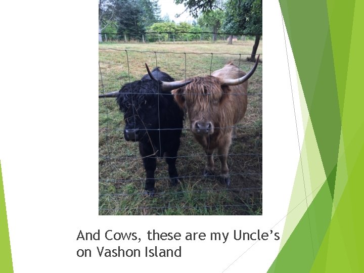 And Cows, these are my Uncle’s on Vashon Island 