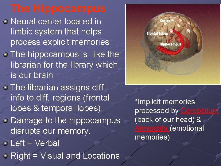 The Hippocampus Neural center located in limbic system that helps process explicit memories The