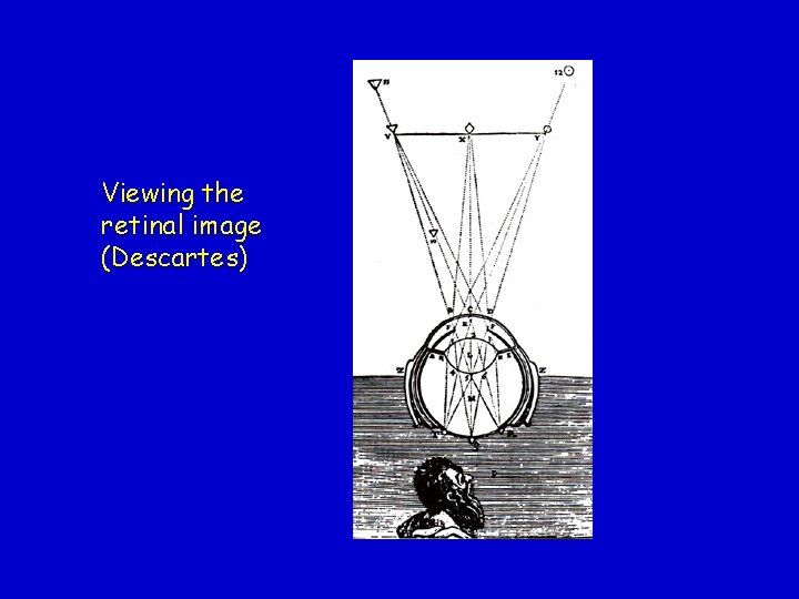 Viewing the retinal image (Descartes) 