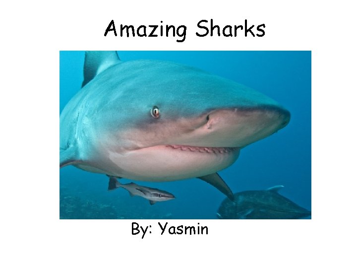 Amazing Sharks By: Yasmin 