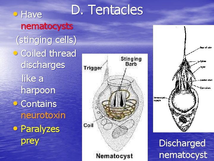  • Have D. Tentacles nematocysts (stinging cells) • Coiled thread discharges like a