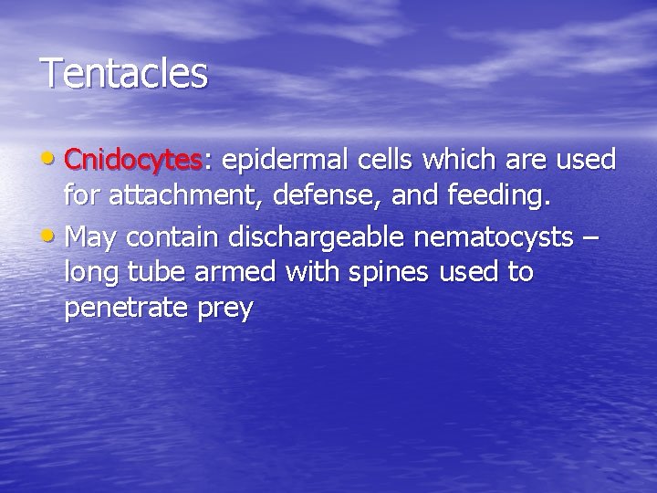 Tentacles • Cnidocytes: epidermal cells which are used for attachment, defense, and feeding. •