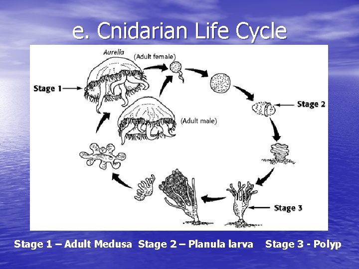 e. Cnidarian Life Cycle Stage 1 – Adult Medusa Stage 2 – Planula larva