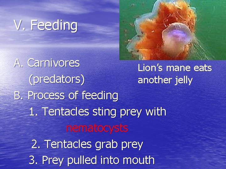 V. Feeding A. Carnivores Lion’s mane eats (predators) another jelly B. Process of feeding