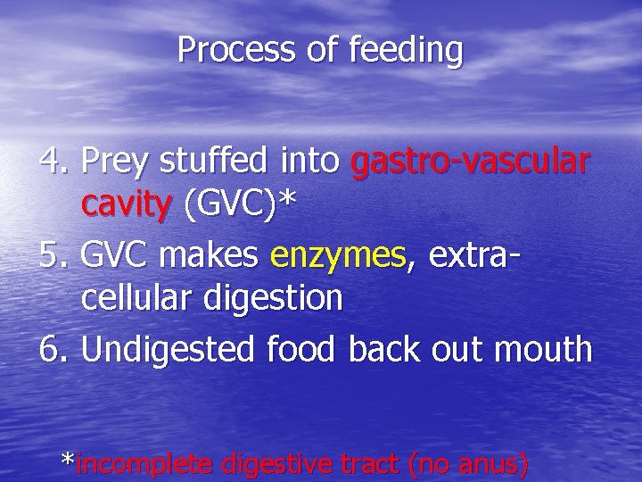Process of feeding 4. Prey stuffed into gastro-vascular cavity (GVC)* 5. GVC makes enzymes,