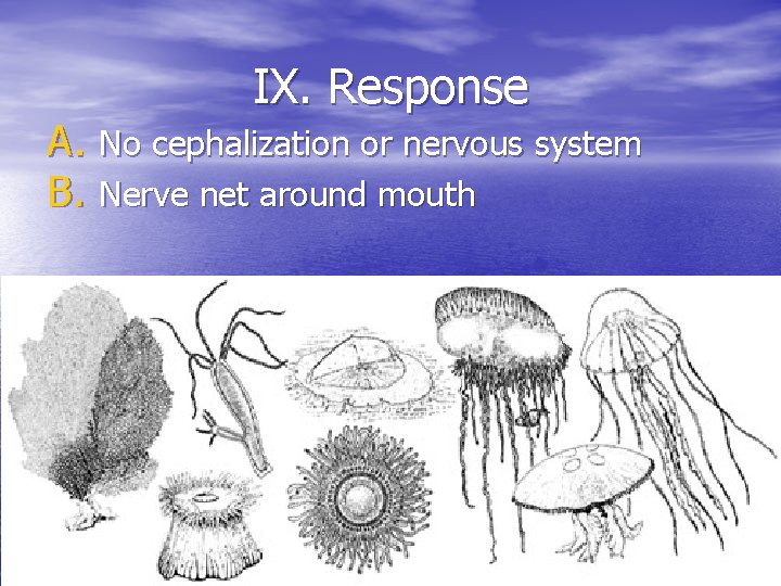 IX. Response A. No cephalization or nervous system B. Nerve net around mouth 