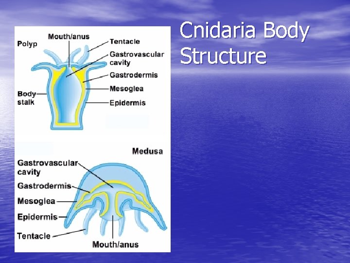 Cnidaria Body Structure 