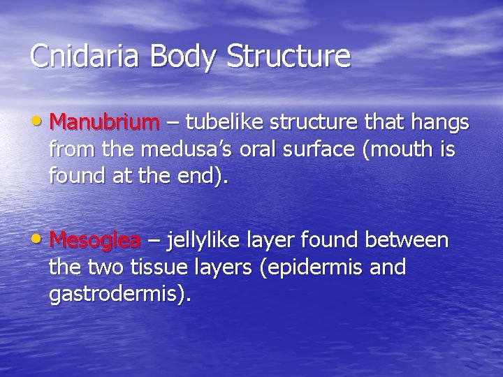 Cnidaria Body Structure • Manubrium – tubelike structure that hangs from the medusa’s oral