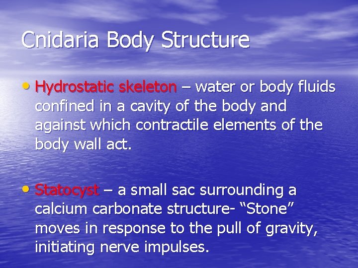 Cnidaria Body Structure • Hydrostatic skeleton – water or body fluids confined in a