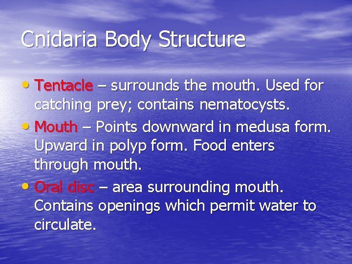 Cnidaria Body Structure • Tentacle – surrounds the mouth. Used for catching prey; contains