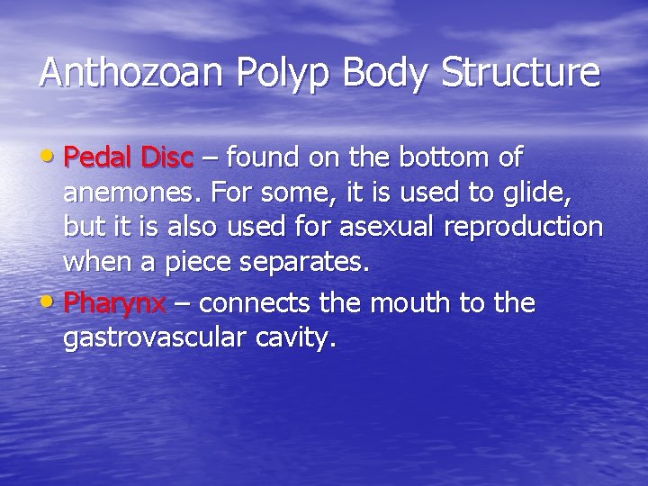 Anthozoan Polyp Body Structure • Pedal Disc – found on the bottom of anemones.