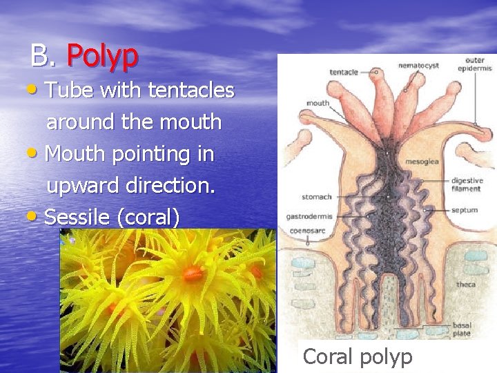 B. Polyp • Tube with tentacles around the mouth • Mouth pointing in upward