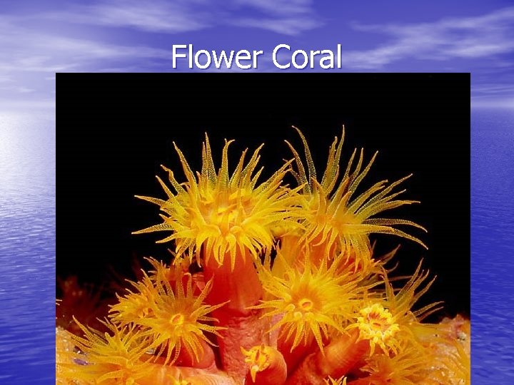 Flower Coral 
