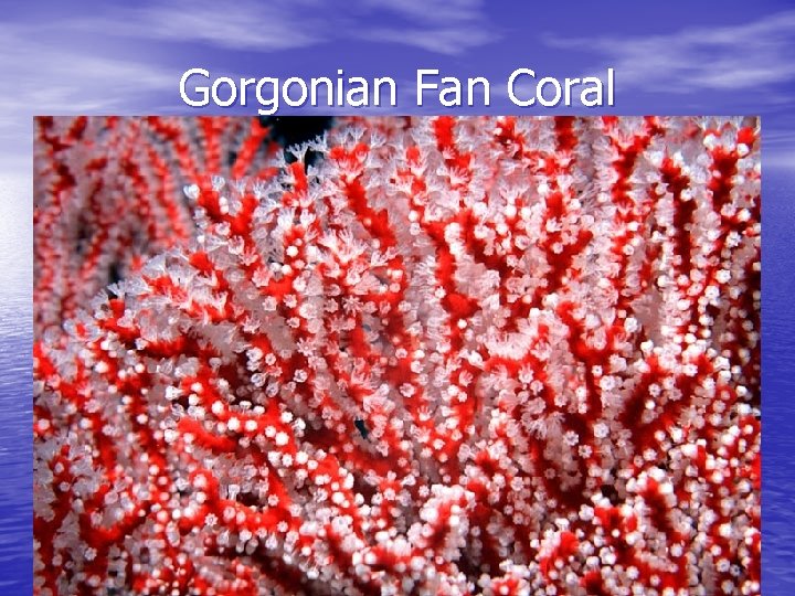 Gorgonian Fan Coral 