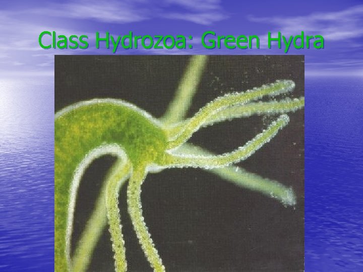 Class Hydrozoa: Green Hydra 
