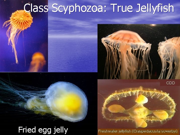 Class Scyphozoa: True Jellyfish Fried egg jelly 