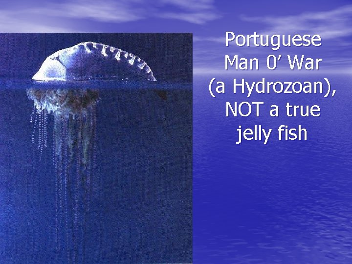 Portuguese Man 0’ War (a Hydrozoan), NOT a true jelly fish 
