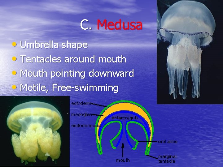 C. Medusa • Umbrella shape • Tentacles around mouth • Mouth pointing downward •