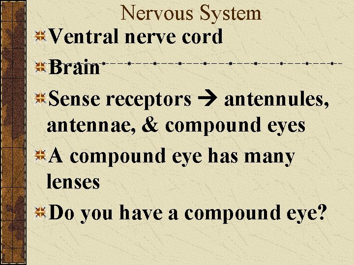 Nervous System Ventral nerve cord Brain Sense receptors antennules, antennae, & compound eyes A