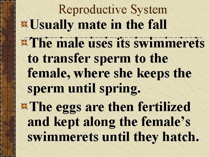 Reproductive System Usually mate in the fall The male uses its swimmerets to transfer