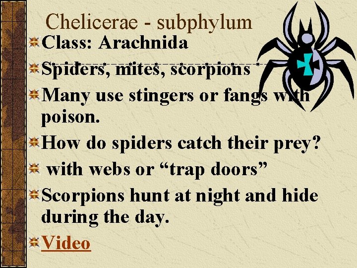 Chelicerae - subphylum Class: Arachnida Spiders, mites, scorpions Many use stingers or fangs with