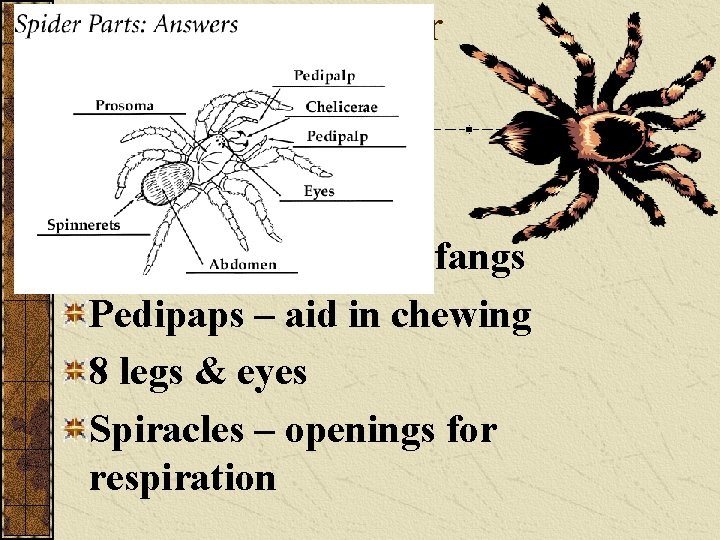 Structure of a spider 2 segments 1. Cephalothorax 2. Abdomen Chelicerae – hollow fangs