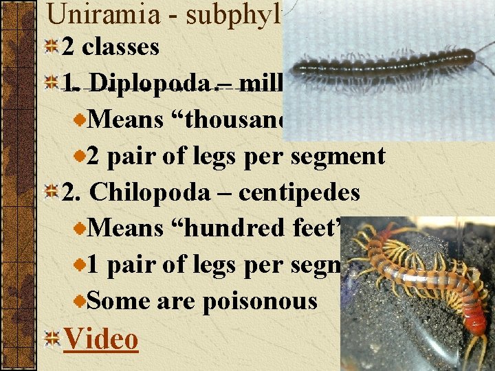 Uniramia - subphylum 2 classes 1. Diplopoda – millipedes Means “thousand feet” 2 pair