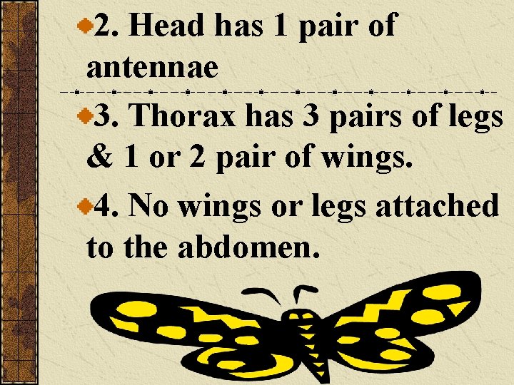 2. Head has 1 pair of antennae 3. Thorax has 3 pairs of legs