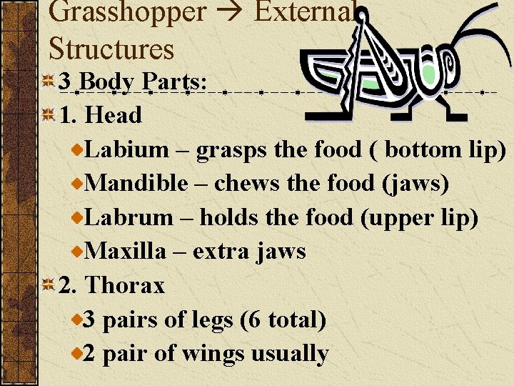 Grasshopper External Structures 3 Body Parts: 1. Head Labium – grasps the food (