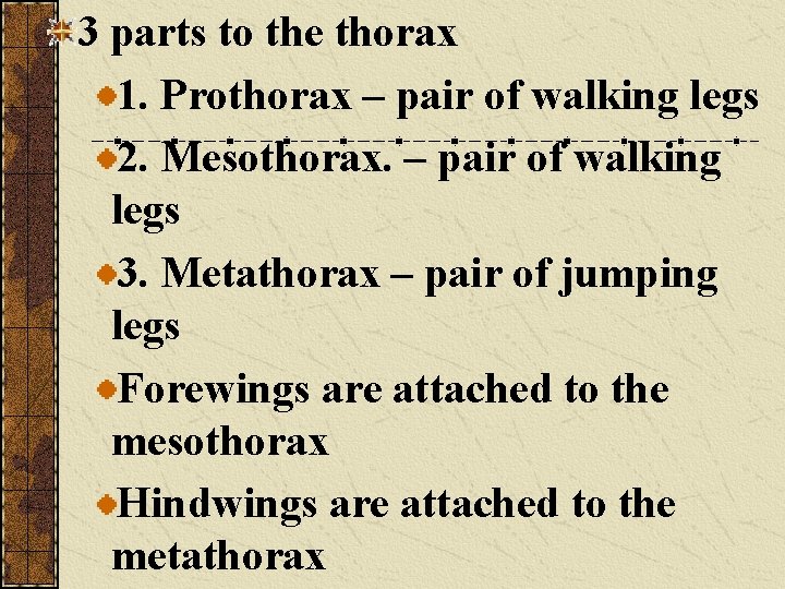 3 parts to the thorax 1. Prothorax – pair of walking legs 2. Mesothorax.