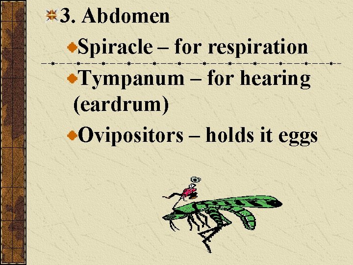 3. Abdomen Spiracle – for respiration Tympanum – for hearing (eardrum) Ovipositors – holds