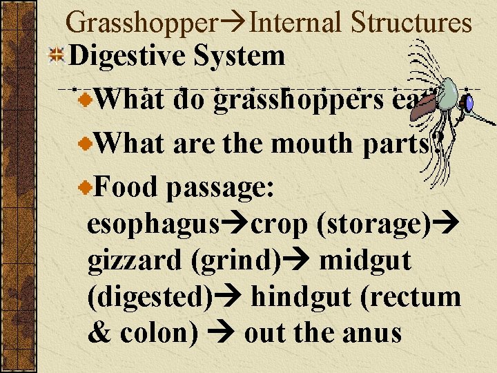 Grasshopper Internal Structures Digestive System What do grasshoppers eat? What are the mouth parts?