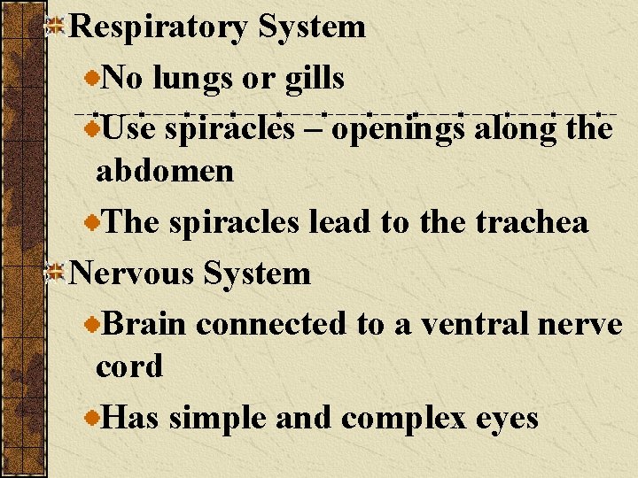 Respiratory System No lungs or gills Use spiracles – openings along the abdomen The