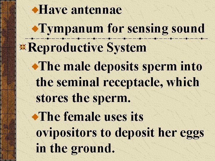Have antennae Tympanum for sensing sound Reproductive System The male deposits sperm into the