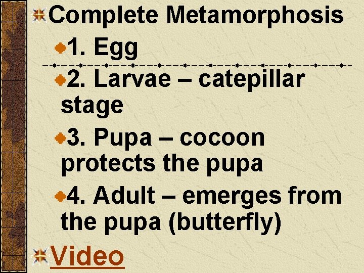 Complete Metamorphosis 1. Egg 2. Larvae – catepillar stage 3. Pupa – cocoon protects