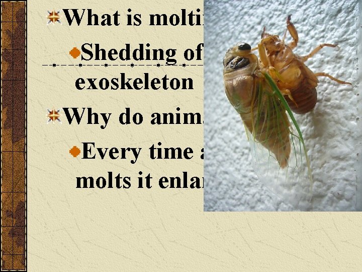 What is molting? Shedding of the exoskeleton Why do animals molt? Every time an