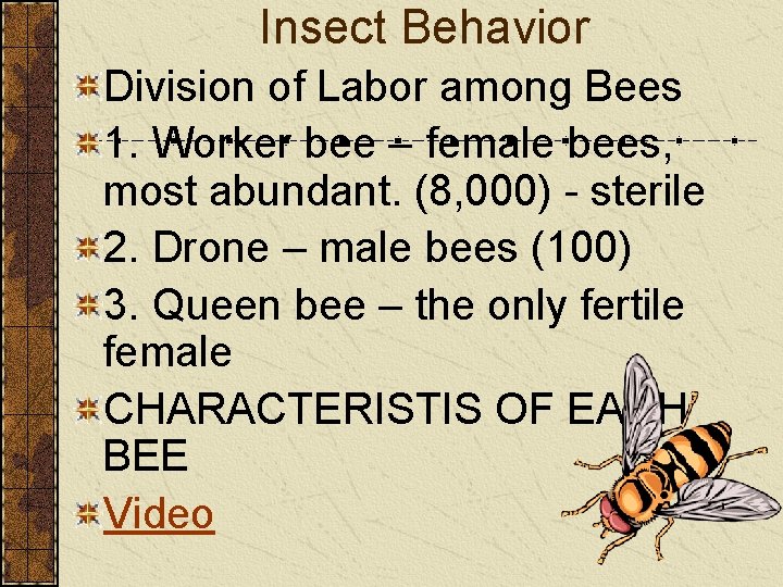 Insect Behavior Division of Labor among Bees 1. Worker bee – female bees, most
