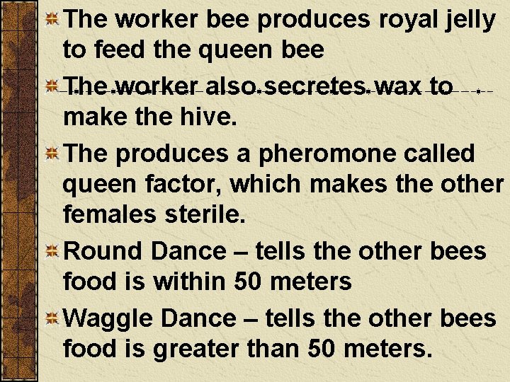 The worker bee produces royal jelly to feed the queen bee The worker also