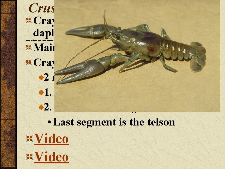 Crustacea subphylum Crayfish, lobsters, crab, sow bugs, daphnia. Mainly aquatic Crayfish Characteristics 2 main