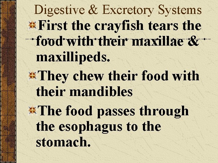 Digestive & Excretory Systems First the crayfish tears the food with their maxillae &