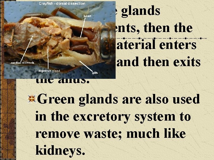 The digestive glands absorb nutrients, then the undigested material enters the intestine, and then