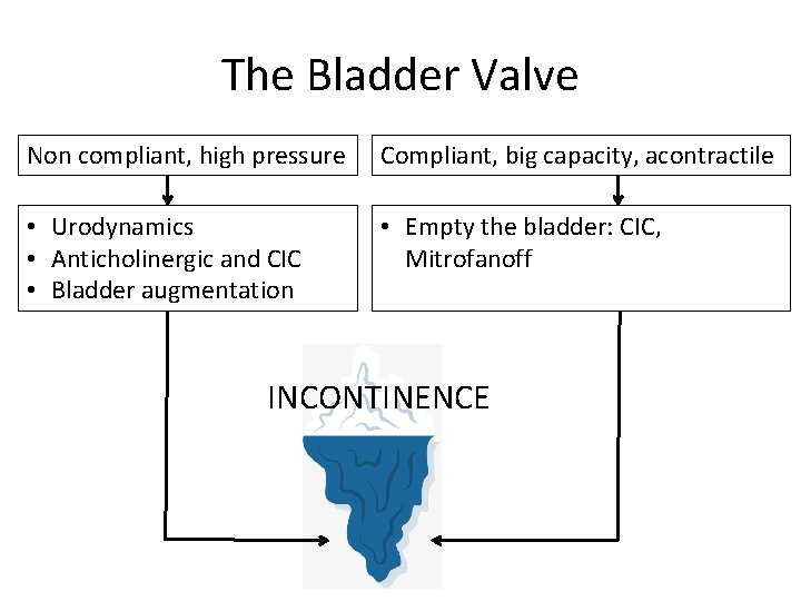 The Bladder Valve Non compliant, high pressure Compliant, big capacity, acontractile • Urodynamics •