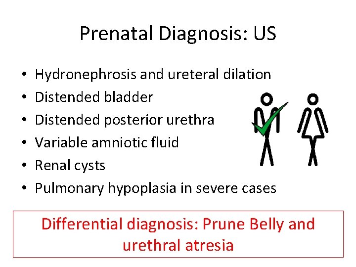 Prenatal Diagnosis: US • • • Hydronephrosis and ureteral dilation Distended bladder Distended posterior