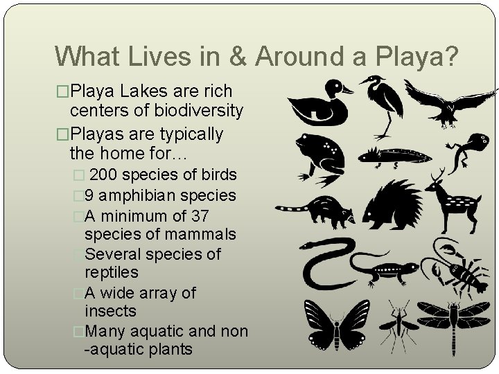 What Lives in & Around a Playa? �Playa Lakes are rich centers of biodiversity