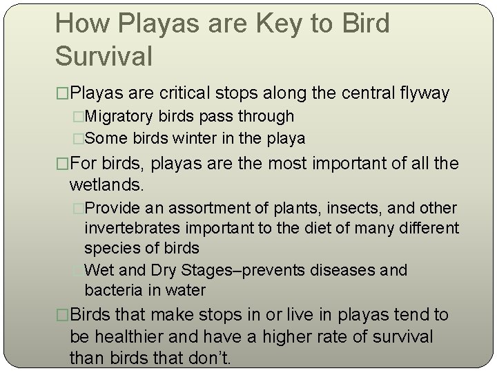 How Playas are Key to Bird Survival �Playas are critical stops along the central