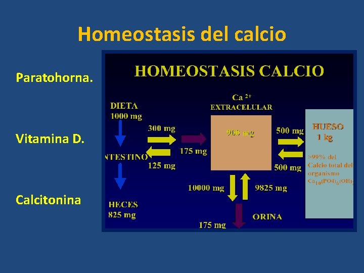Homeostasis del calcio Paratohorna. Vitamina D. Calcitonina Homeostasis del calcio Paratohorna. Vitamina D. Calcitonina
