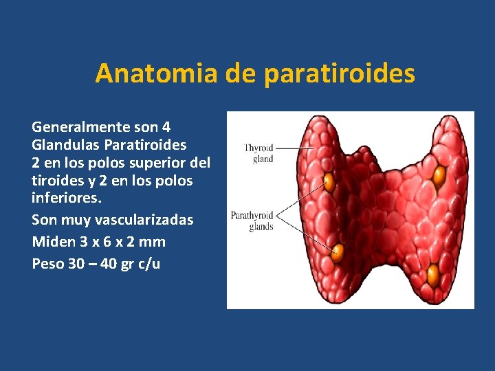 Anatomia de paratiroides Generalmente son 4 Glandulas Paratiroides 2 en los polos superior del Anatomia de paratiroides Generalmente son 4 Glandulas Paratiroides 2 en los polos superior del